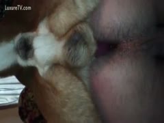 A dog copulates the bawdy cleft of a slutwife by putting its pecker